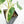 Schismatoglottis sp. Albo Variegated (wk17-A)