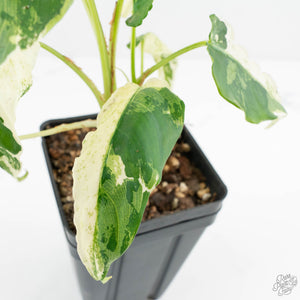 Schismatoglottis sp. Albo Variegated (wk17-A)