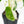 Schismatoglottis sp. Albo Variegated (wk17-A)