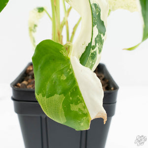 Schismatoglottis sp. Albo Variegated (wk17-A)