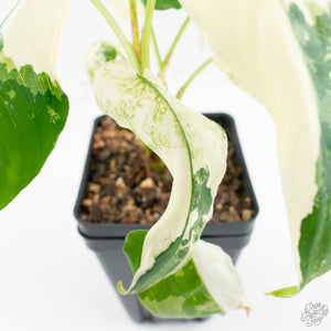 Schismatoglottis sp. Albo Variegated (wk17-A)