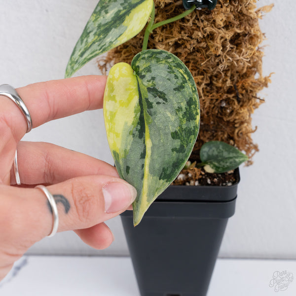 Scindapsus Pictus 'Apolaki' Variegated (wk10-B)