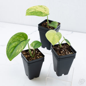 Scindapsus 'Jade Satin' aurea variegated *Grower's Choice*