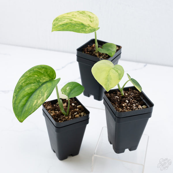 Scindapsus 'Jade Satin' aurea variegated *Grower's choice*