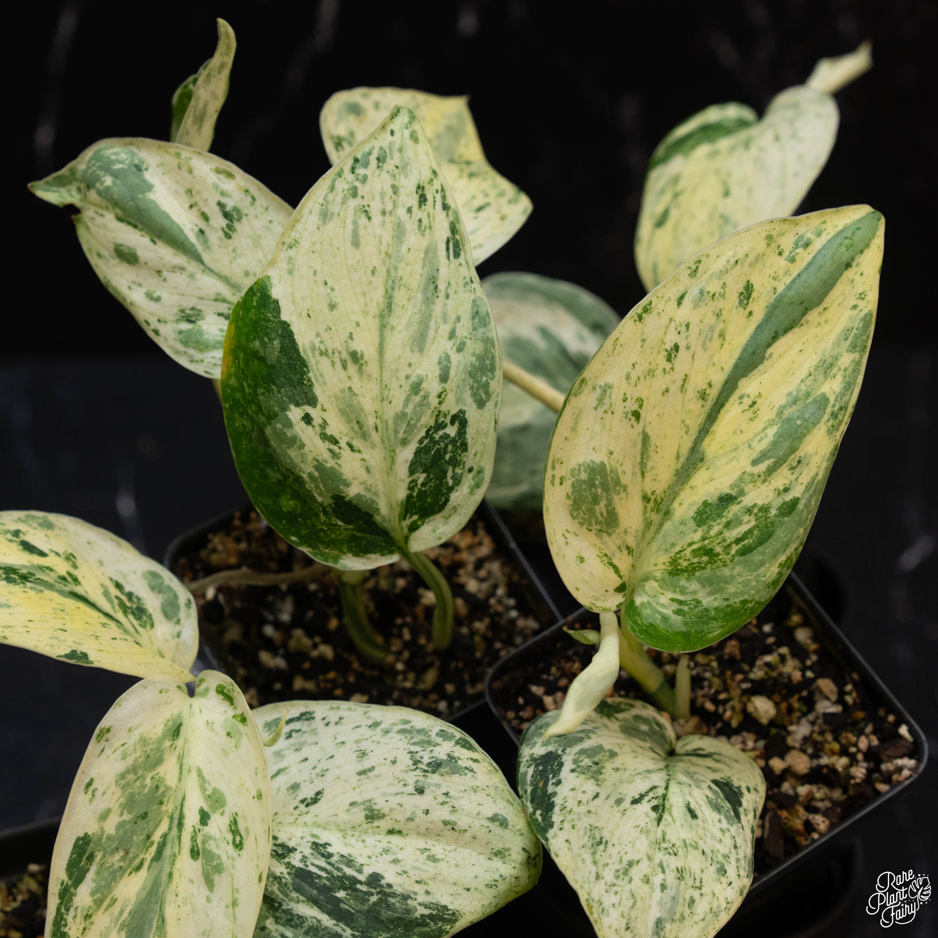 jade pothos vs jade satin Scindapsus 'Jade Satin' marble variegated *Grower's Choice*