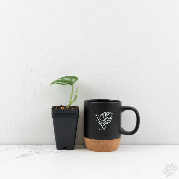 Scindapsus 'Silver Knight' aurea variegated (wk9-E)