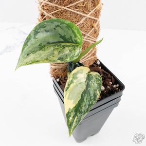 Scindapsus Pictus 'Apolaki' Variegated (wk26-C)