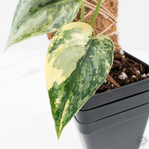 Scindapsus Pictus 'Apolaki' Variegated (wk26-C)