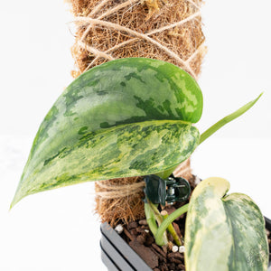 Scindapsus Pictus 'Apolaki' Variegated (wk26-C)