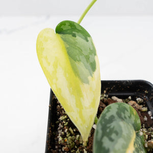 Scindapsus Pictus 'Apolaki' Variegated (wk20-E)