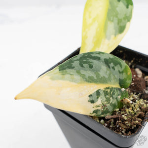 Scindapsus Pictus 'Apolaki' Variegated (wk20-E)