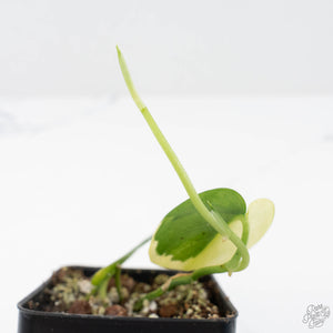 Scindapsus Pictus 'Apolaki' Variegated (wk20-E)