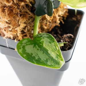 Scindapsus Pictus 'Apolaki' Variegated (wk21-A)