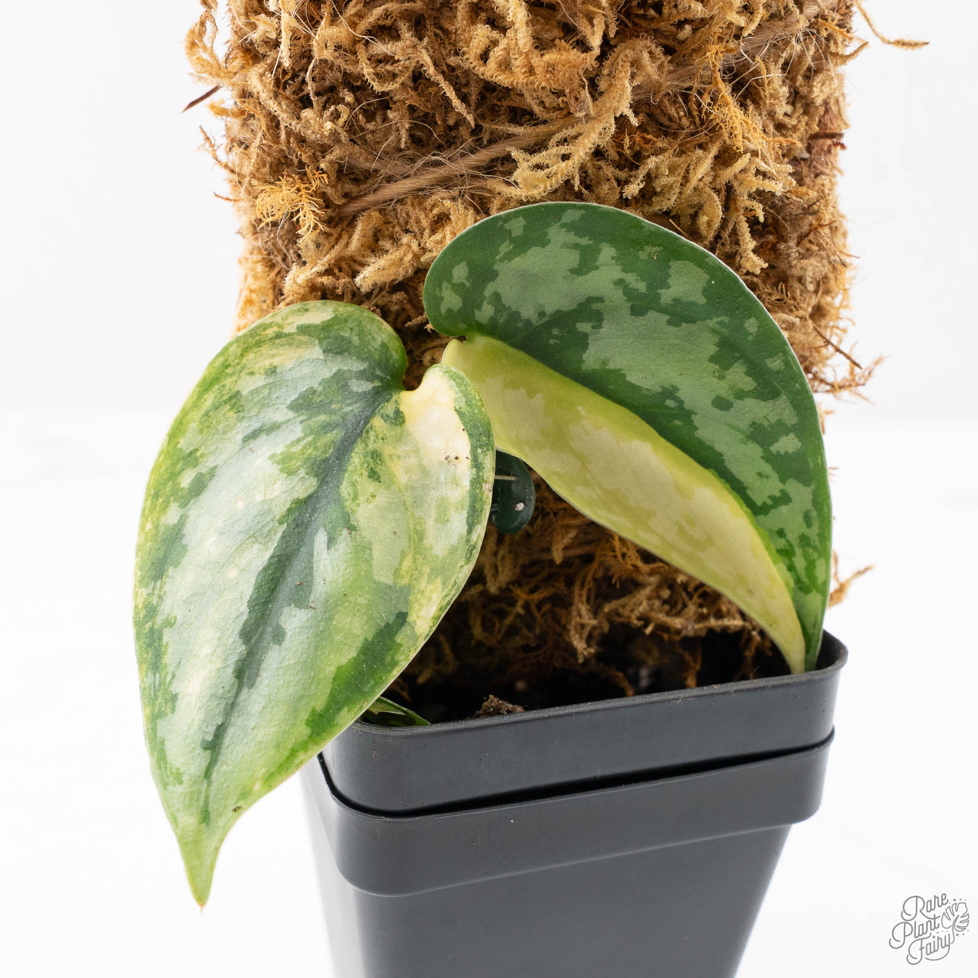 専用Prabu, exsotika var, salaca aurea,noid Scindapsus Pictus 'Apolaki' Variegated (wk21-A) – Rare Plant Fairy