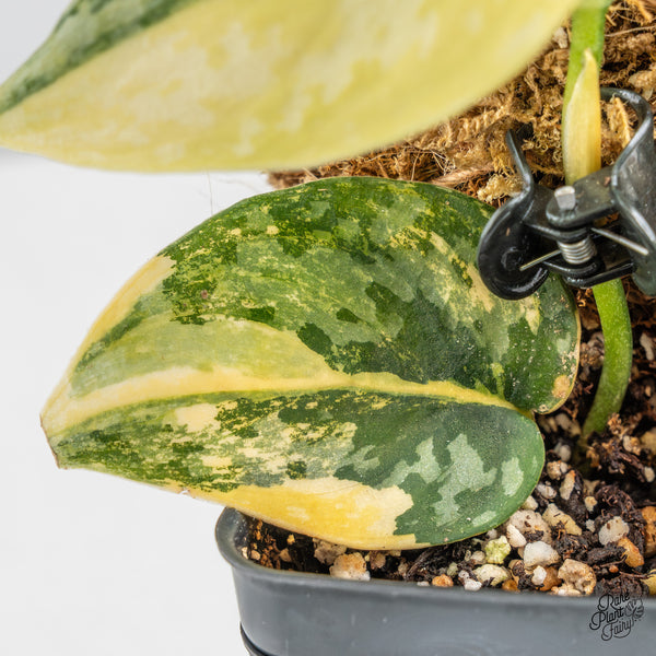 Scindapsus Pictus 'Apolaki' Variegated (wk46-A)