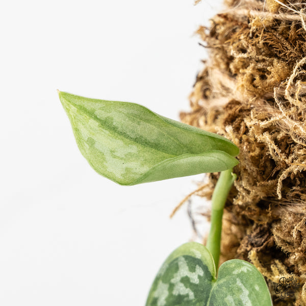 Scindapsus Pictus 'Apolaki' Variegated (wk46-A)