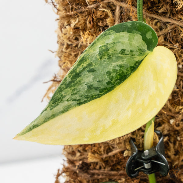 Scindapsus Pictus 'Apolaki' Variegated (wk46-A)