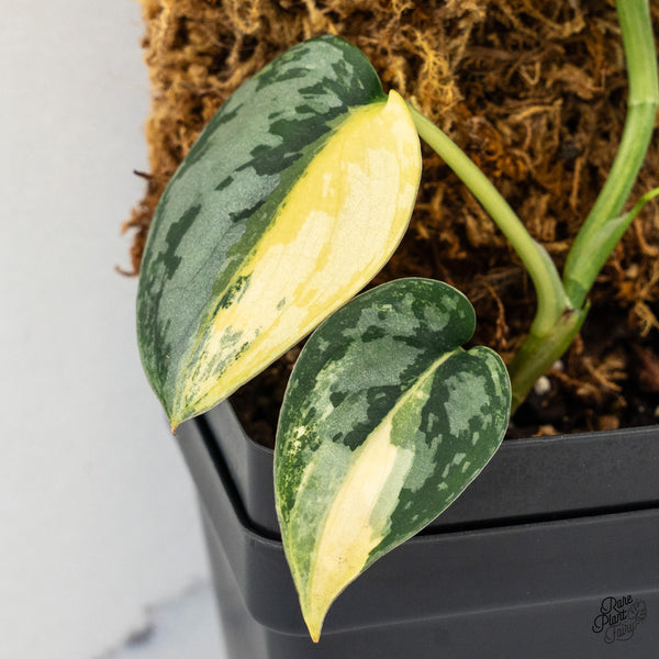 Scindapsus Pictus 'Apolaki' Variegated (wk50-B)