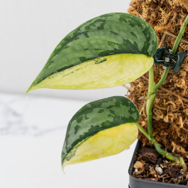 Scindapsus Pictus 'Apolaki' Variegated (wk4-L)