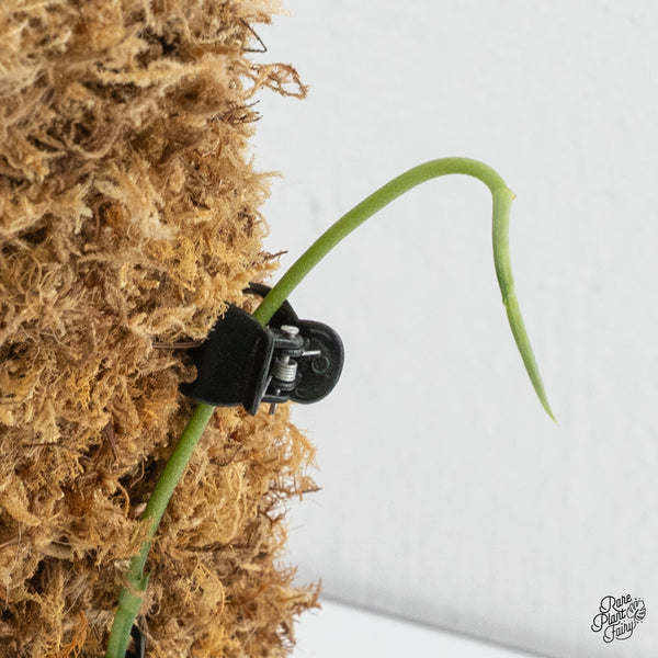 Scindapsus Pictus 'Apolaki' Variegated (wk4-L)