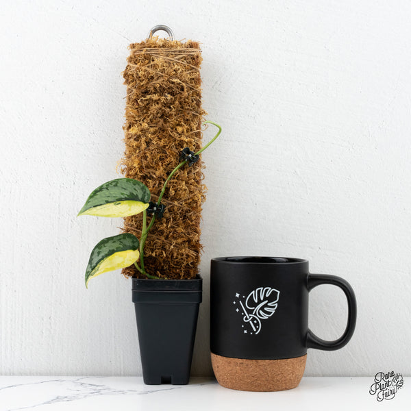 Scindapsus Pictus 'Apolaki' Variegated (wk4-L)