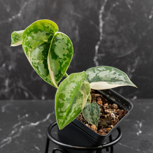 Scindapsus pictus 'Mayari' Albo Variegated