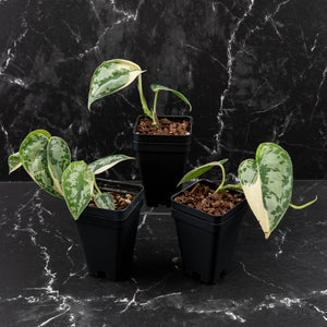 Scindapsus pictus 'Mayari' Albo Variegated