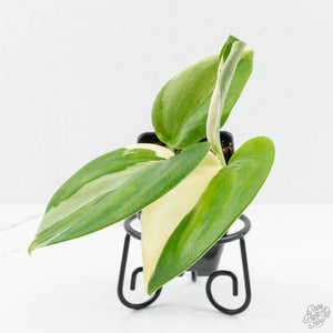 Scindapsus rubicon albo variegated (wk16-B)