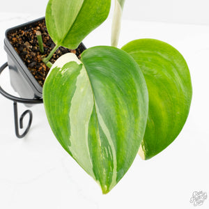 Scindapsus rubicon albo variegated (wk16-B)