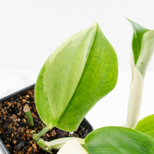 Scindapsus rubicon albo variegated (wk16-B)