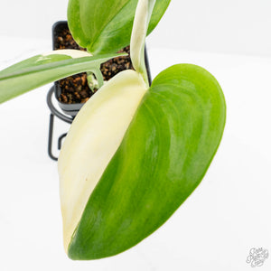 Scindapsus rubicon albo variegated (wk16-B)