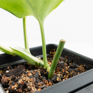 Scindapsus rubicon albo variegated (wk16-B)