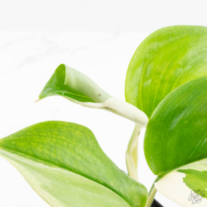Scindapsus rubicon albo variegated (wk16-B)