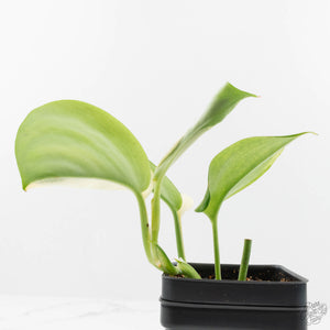 Scindapsus rubicon albo variegated (wk16-B)