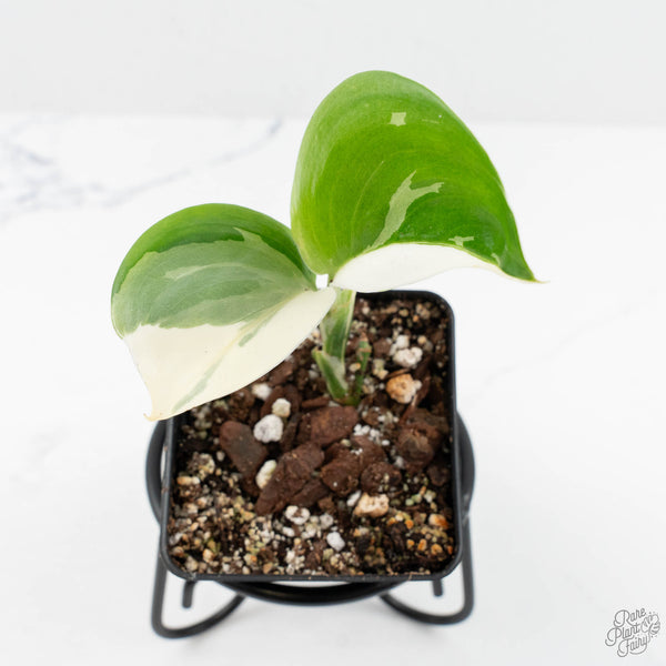 plant bundles white scindapsus natural plant in fibre pot Scindapsus rubicon albo variegated (wk19-B)