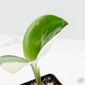 Scindapsus rubicon albo variegated (wk19-B)
