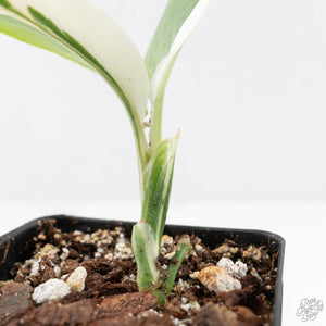 Scindapsus rubicon albo variegated (wk19-B)