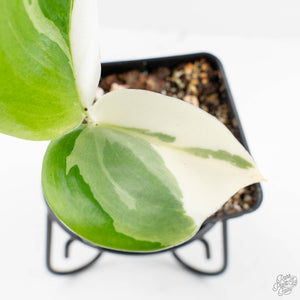 Scindapsus rubicon albo variegated (wk19-B)