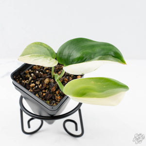 Scindapsus rubicon albo variegated (wk20-D)