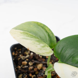 Scindapsus rubicon albo variegated (wk20-D)