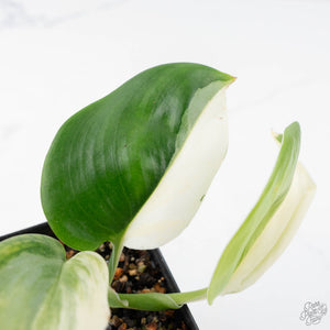 Scindapsus rubicon albo variegated (wk20-D)
