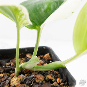 Scindapsus rubicon albo variegated (wk20-D)