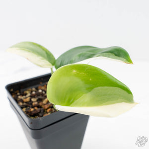 Scindapsus rubicon albo variegated (wk20-D)