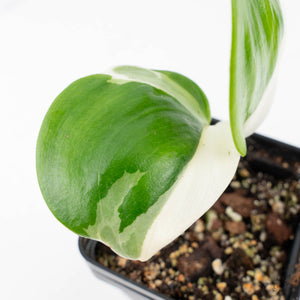 Scindapsus rubicon albo variegated (wk21-G)