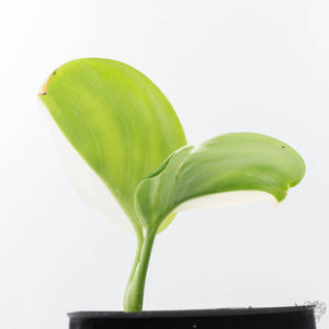 Scindapsus rubicon albo variegated (wk21-G)