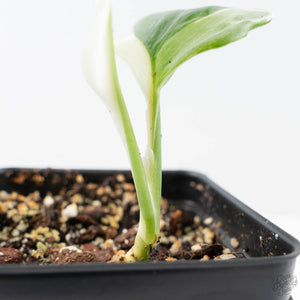 Scindapsus rubicon albo variegated (wk21-G)