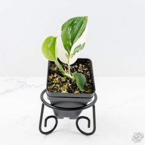 Scindapsus rubicon albo variegated (wk23-A)