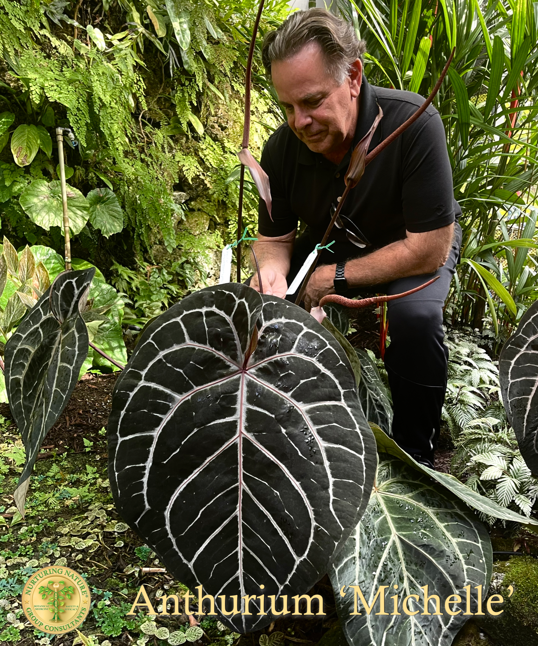 anthurium doc block Anthurium 'Michelle' by DocBlock *Grower's Choice* Small (3.25" pot)