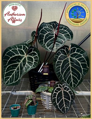 Anthurium 'Michelle' by DocBlock®  *Grower's choice*