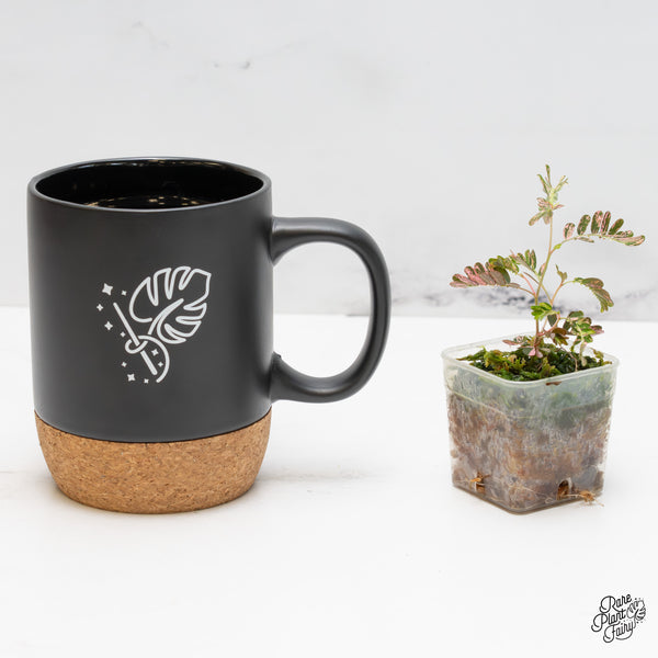 Phyllanthus urinaria pink variegated (aka 'Sensitive Plant') *Grower's choice*